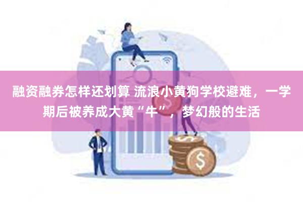 融资融券怎样还划算 流浪小黄狗学校避难，一学期后被养成大黄“牛”，梦幻般的生活